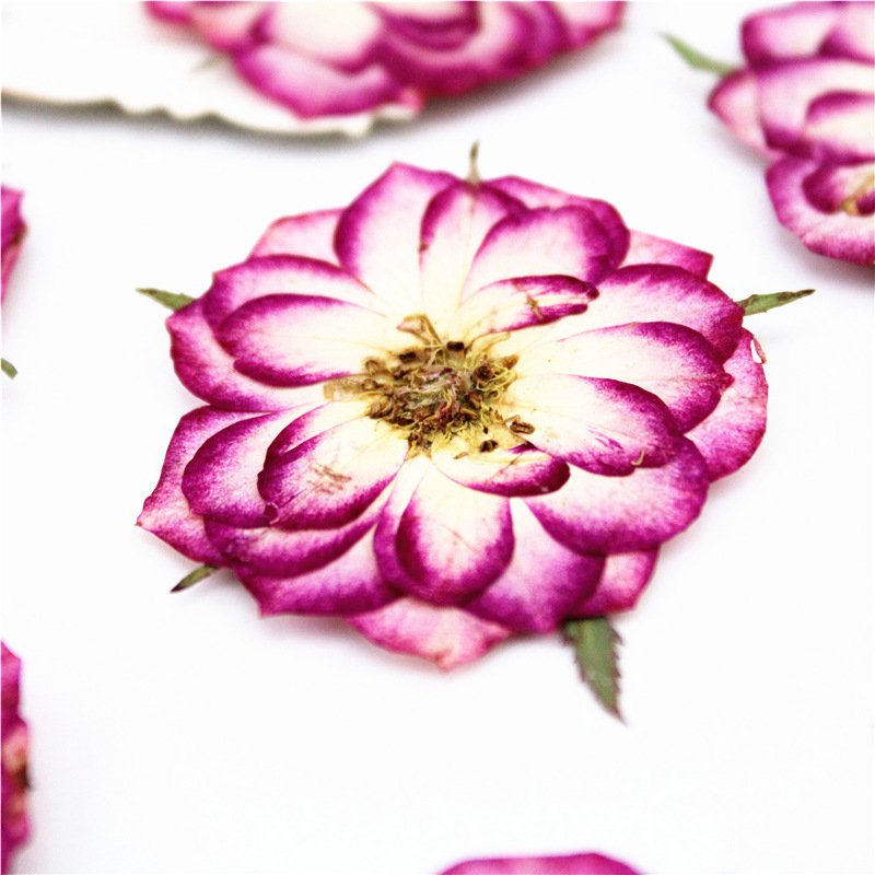 Bicolor Rose Real Flower Pressed Specimen Scence Potpourri Dry Flowers Aroma Preserved Flower Silica Gel Keychain Charms