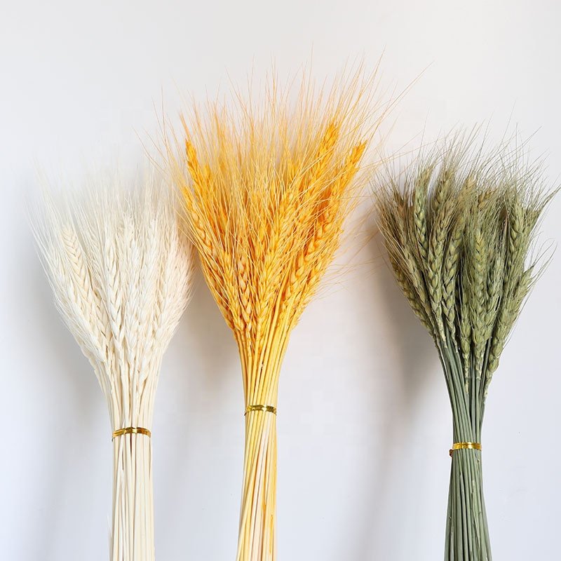 JD-N126 Hot sale in 2021 Preserved flowers decorative artificial Artificial Wedding natural Pampas Grass Ears of Wheat