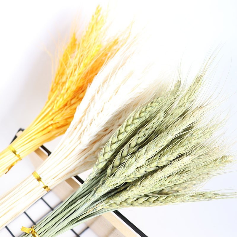 JD-N126 Hot sale in 2021 Preserved flowers decorative artificial Artificial Wedding natural Pampas Grass Ears of Wheat