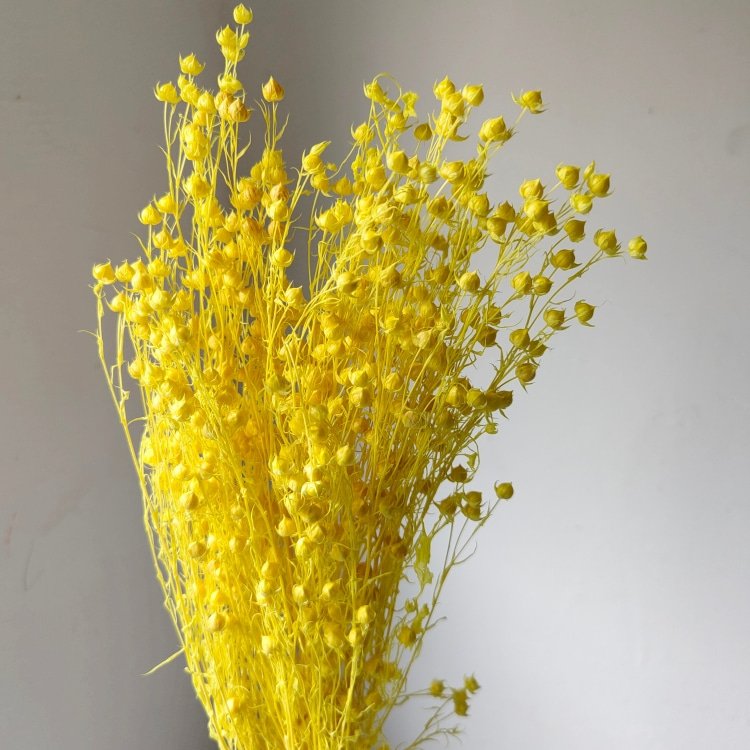 Rich Beans 6-Color Preserved Dried Flowers Bouquet and Handicrafts 70g/Bundle for Easter Occasions
