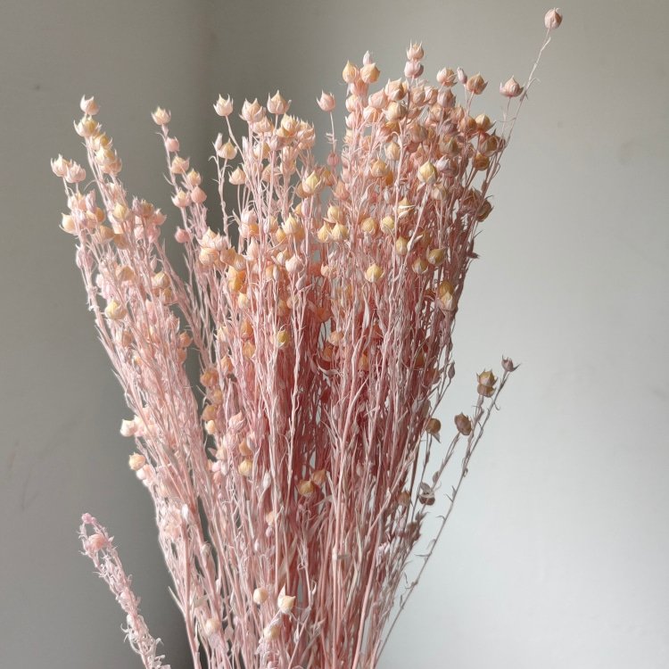 Rich Beans 6-Color Preserved Dried Flowers Bouquet and Handicrafts 70g/Bundle for Easter Occasions