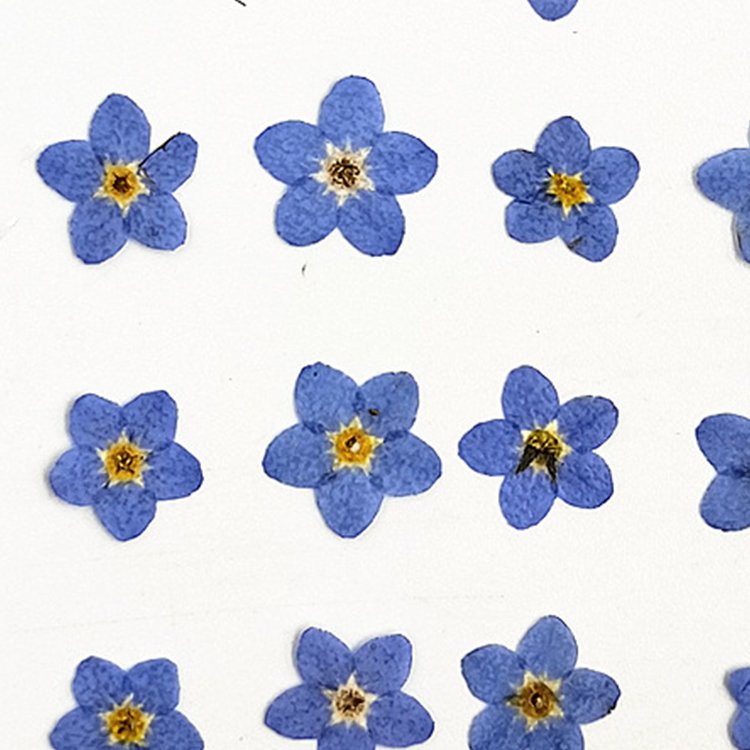 I624 Forget-me-not Grass Flowers Embossed Paintings Dried Flowers and Pressed Flowers Used for Bookmarks