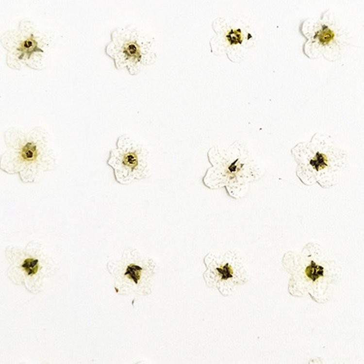 I624 Forget-me-not Grass Flowers Embossed Paintings Dried Flowers and Pressed Flowers Used for Bookmarks