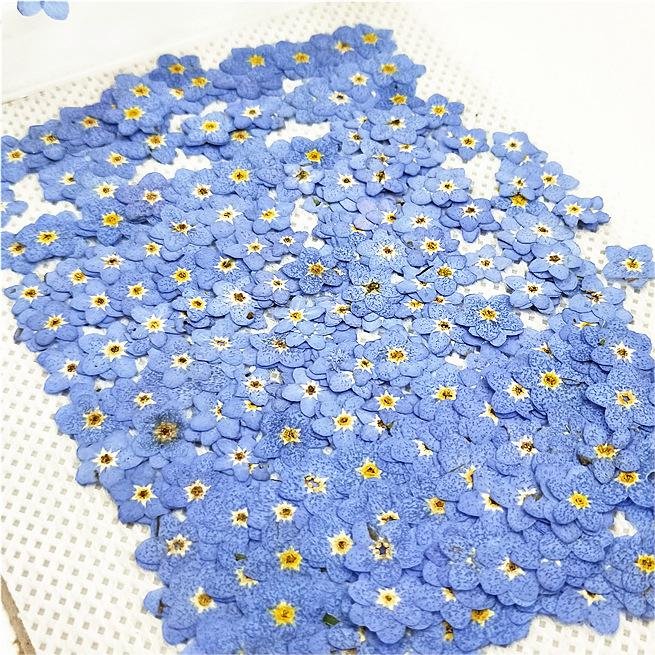 I624 Forget-me-not Grass Flowers Embossed Paintings Dried Flowers and Pressed Flowers Used for Bookmarks