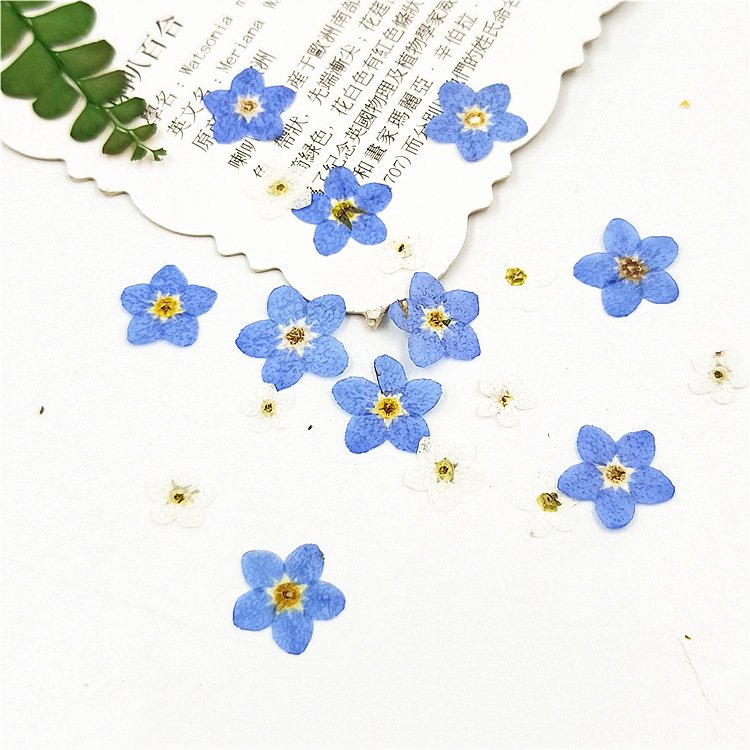 I624 Forget-me-not Grass Flowers Embossed Paintings Dried Flowers and Pressed Flowers Used for Bookmarks