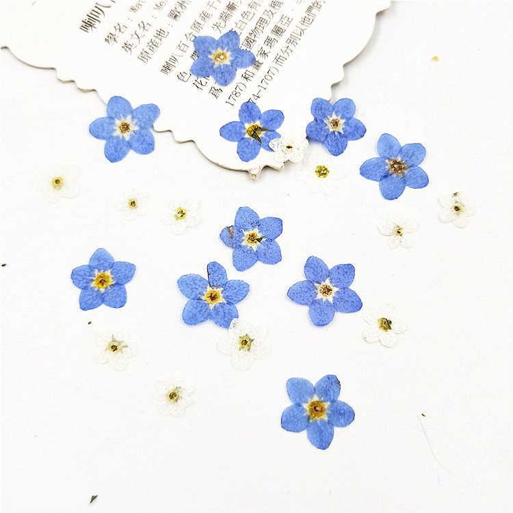 I624 Forget-me-not Grass Flowers Embossed Paintings Dried Flowers and Pressed Flowers Used for Bookmarks