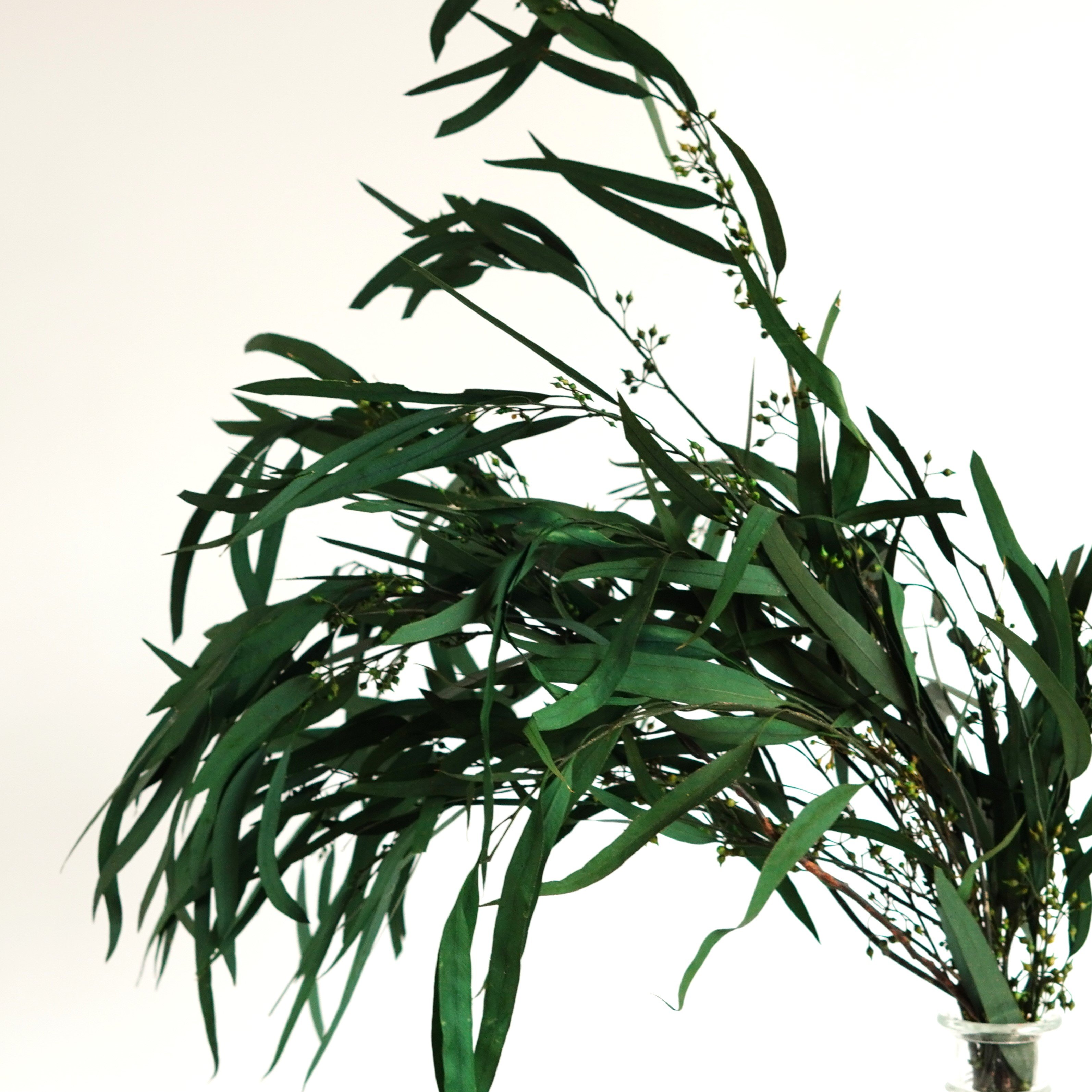Preserved-Dried Feather Willow Eucalyptus,Wedding,Home Decor Bulk Dried Greenery Bunches