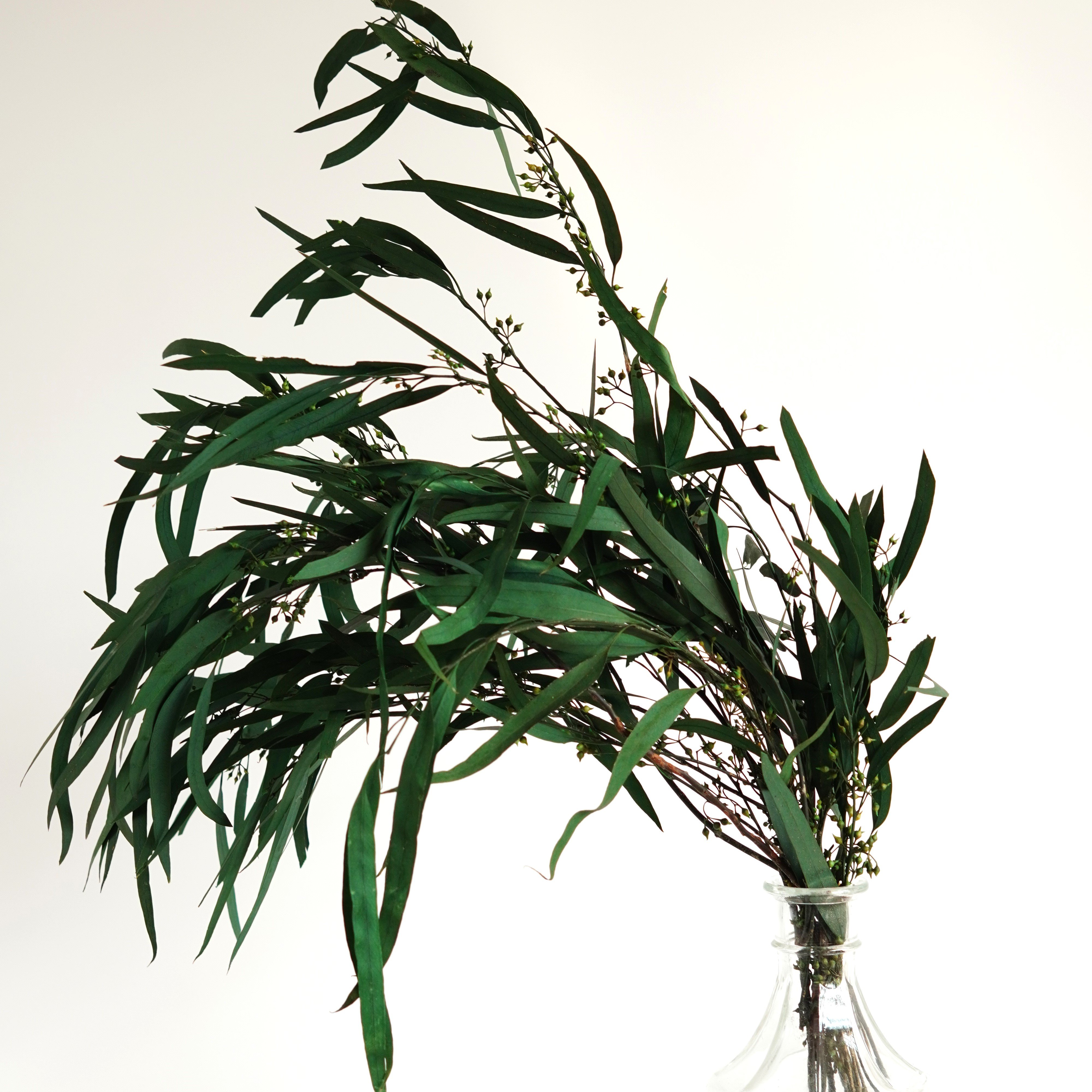 Preserved-Dried Feather Willow Eucalyptus,Wedding,Home Decor Bulk Dried Greenery Bunches