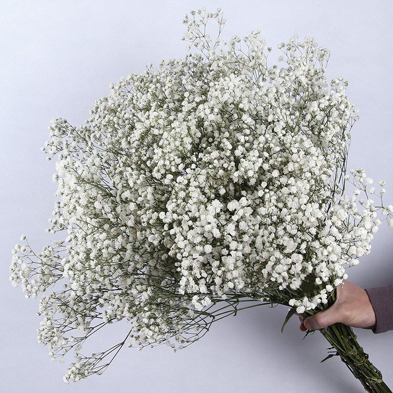 preserved flowers and plants babys breath dried flowers baby's breath gypsophila dried baby breath flower for bouquet