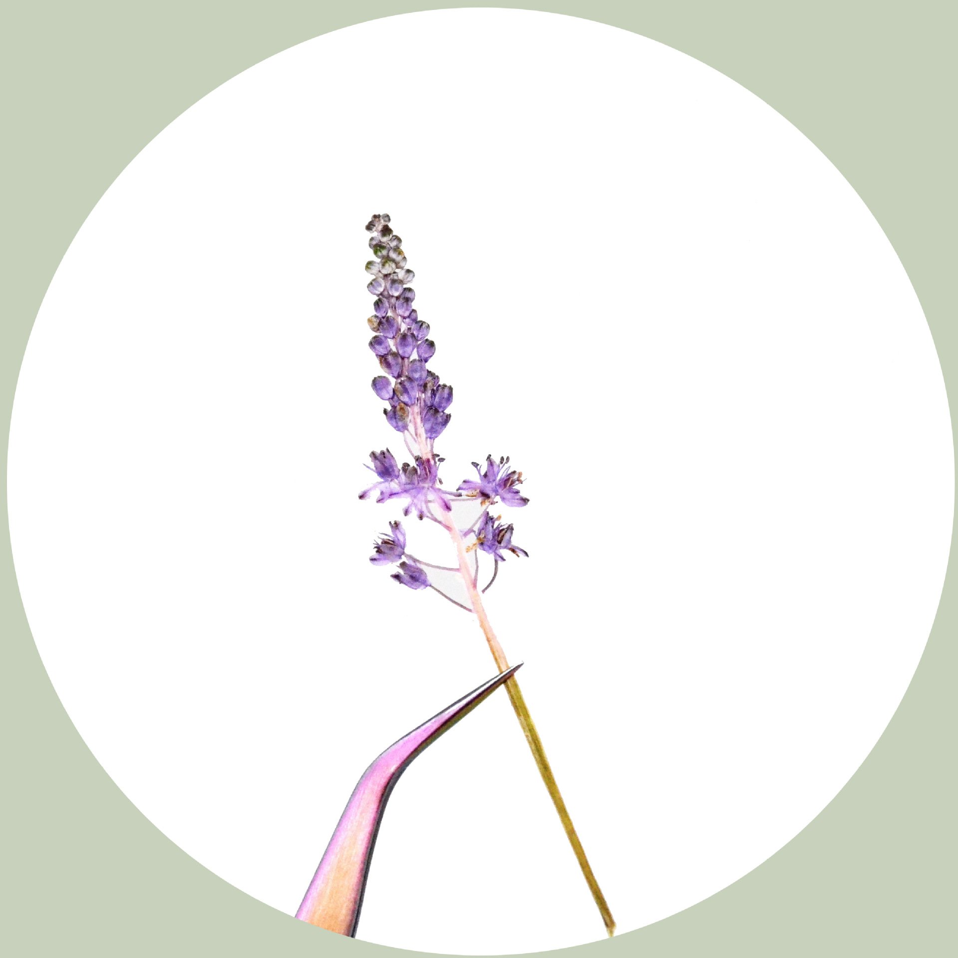 Real Dried Pressed Flower Cotton jujube, lavender