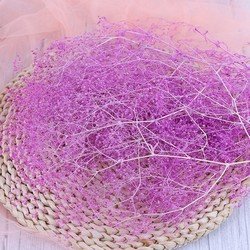 plpule
