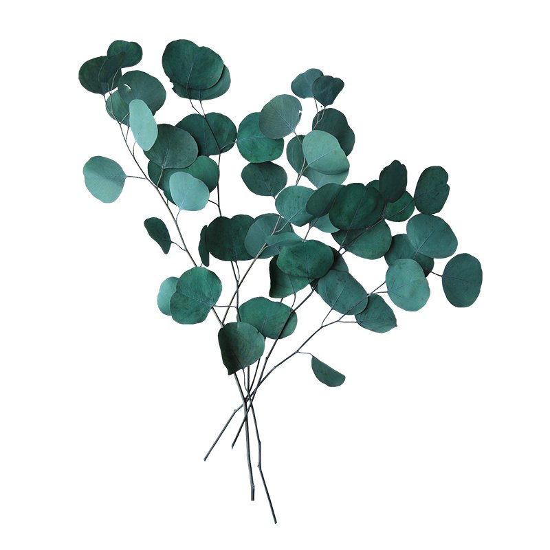 preserved flowers and plants real natural silver dollar eucalyptus leaf branches dried flowers plant eucalyptus leaves for decor