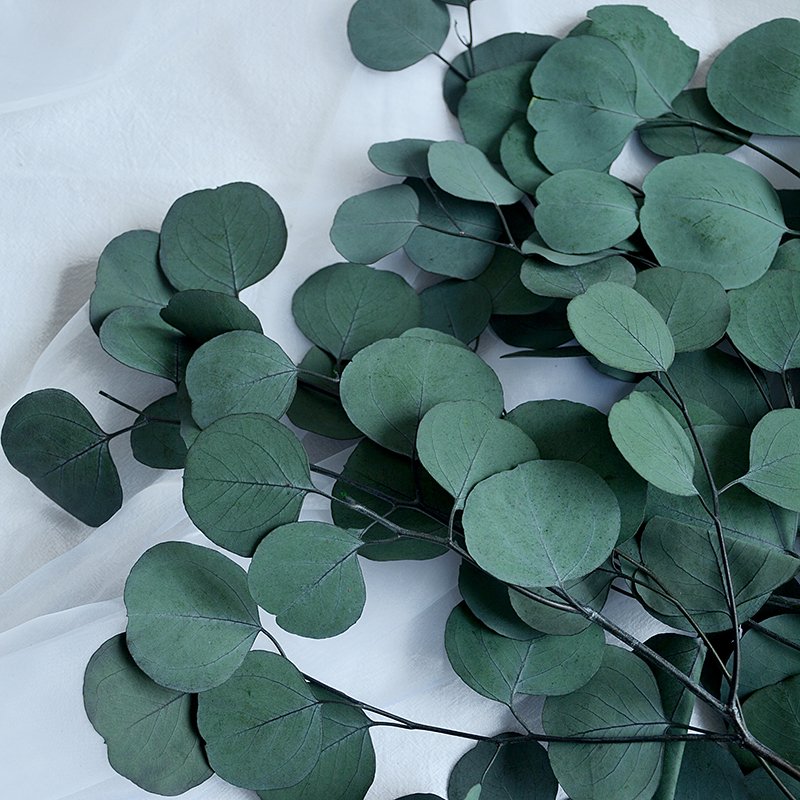 preserved flowers and plants real natural silver dollar eucalyptus leaf branches dried flowers plant eucalyptus leaves for decor