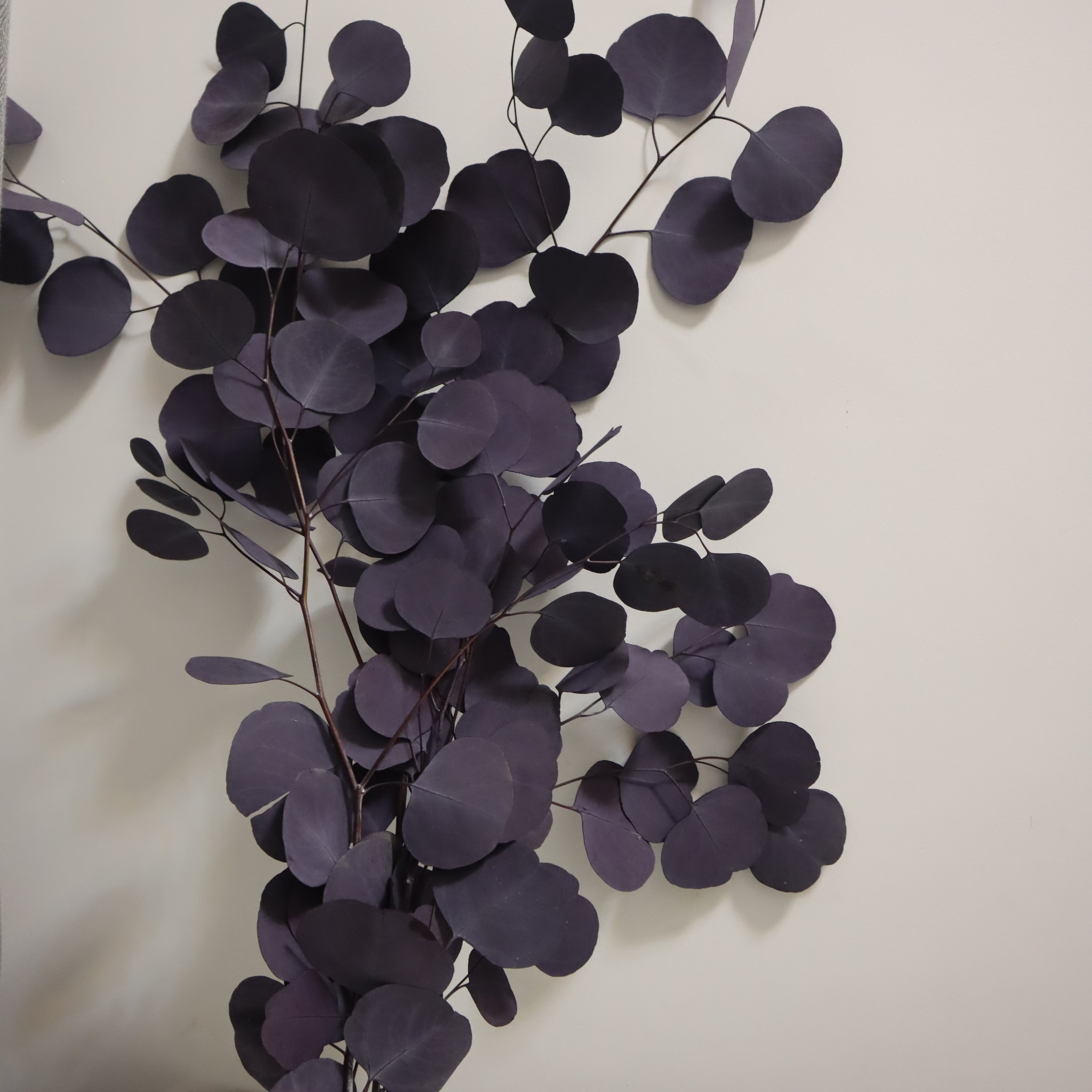 preserved flowers and plants real natural silver dollar eucalyptus leaf branches dried flowers plant eucalyptus leaves for decor