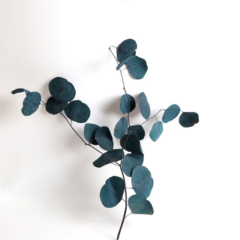 preserved flowers and plants real natural silver dollar eucalyptus leaf branches dried flowers plant eucalyptus leaves for decor