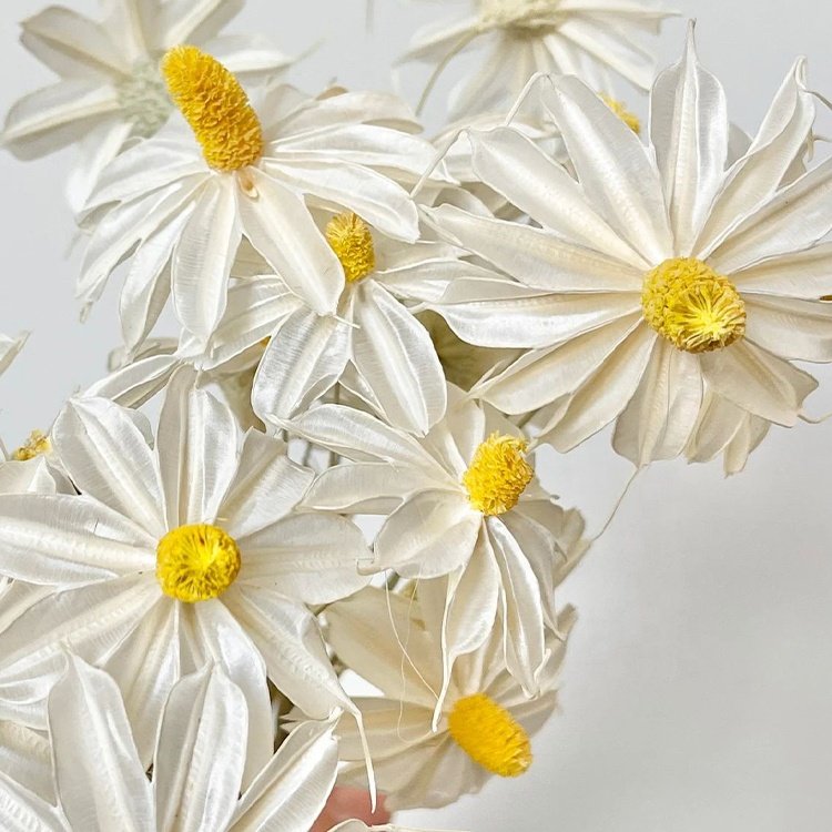 10Pcs Little Daisy Chamomile Dry Flower Bouquet Dried Daisy Home Decorative Flowers