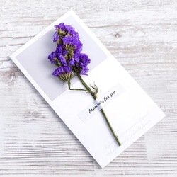 Purple-Forget-me