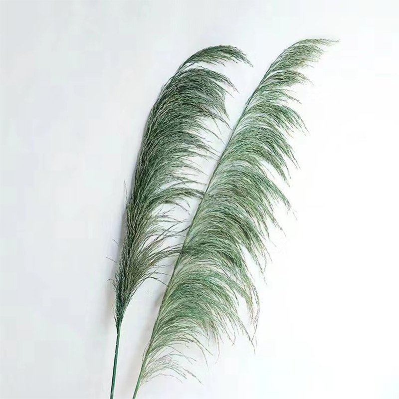 Long stem Dried pampas grass dried Phragmites reed for house decoration