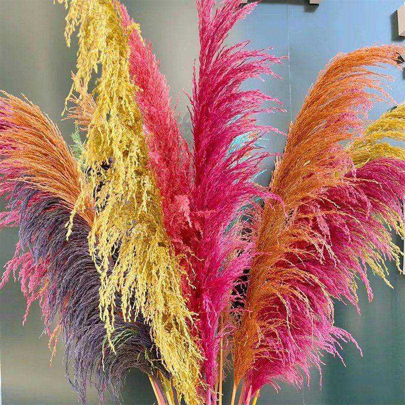 Long stem Dried pampas grass dried Phragmites reed for house decoration
