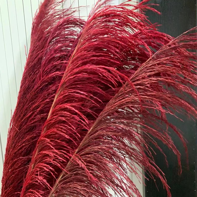 Long stem Dried pampas grass dried Phragmites reed for house decoration