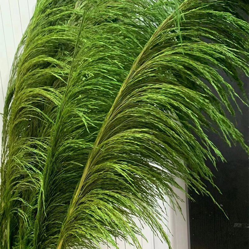 Long stem Dried pampas grass dried Phragmites reed for house decoration