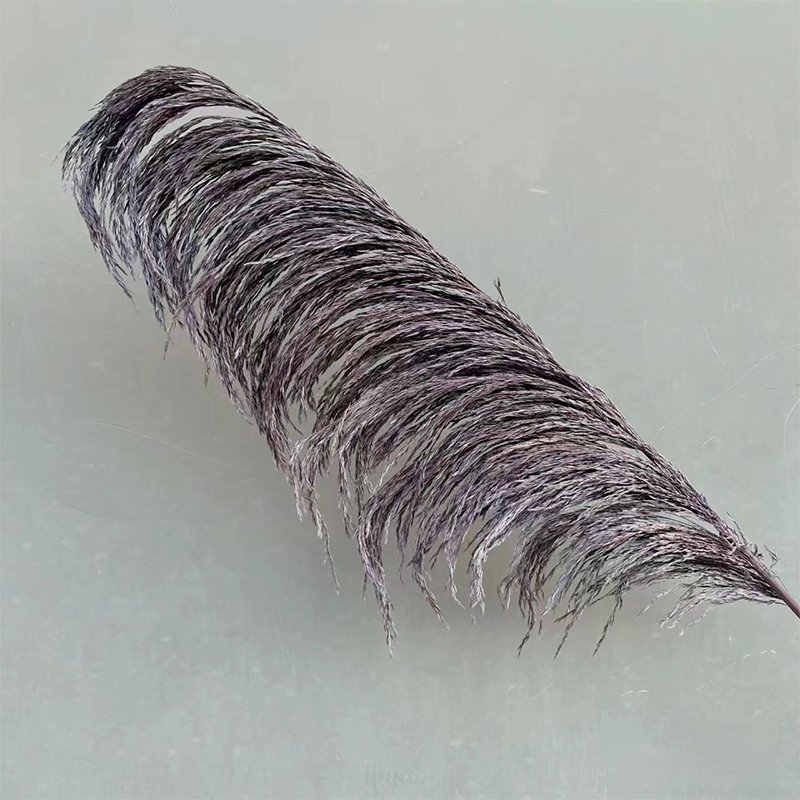 Long stem Dried pampas grass dried Phragmites reed for house decoration