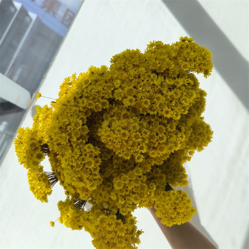 50pcs Natural Dried beige Flowers Brazilian Small Star Daisy Dried Decorative Mini Chamomile Bouquet for Wedding Floral Decor