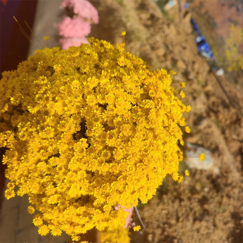 50pcs Natural Dried beige Flowers Brazilian Small Star Daisy Dried Decorative Mini Chamomile Bouquet for Wedding Floral Decor