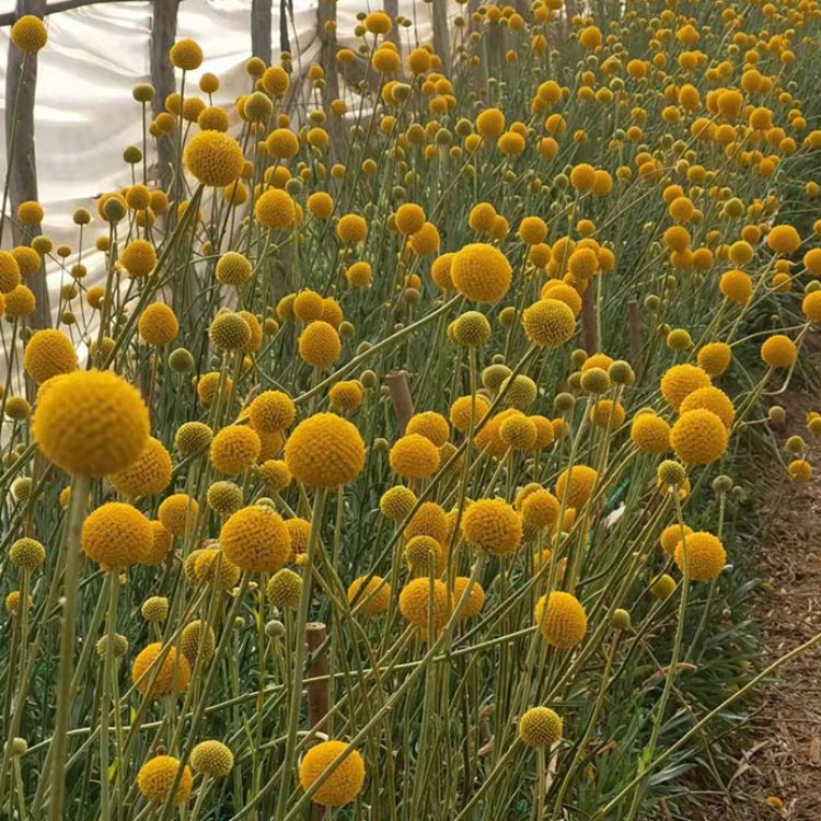 Gardenfactory golden ball bouquet dried flower yellow craspedia billy balls wedding decor party table vases