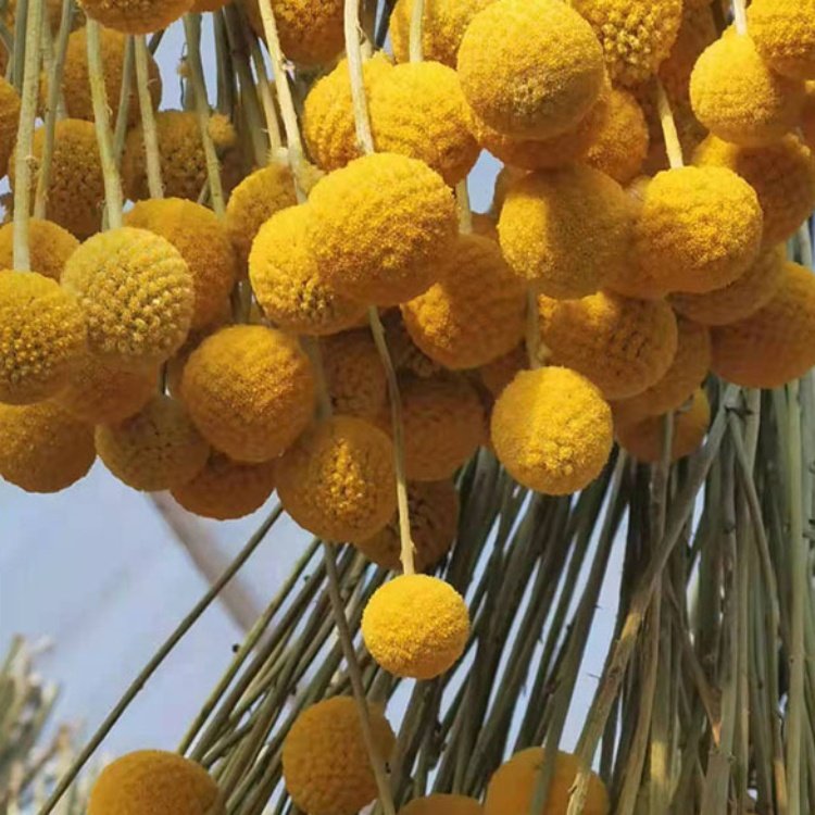 Gardenfactory golden ball bouquet dried flower yellow craspedia billy balls wedding decor party table vases