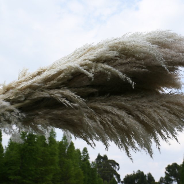 amazon hot sale boho pompous grass large dry pampass grass for wedding backdrop