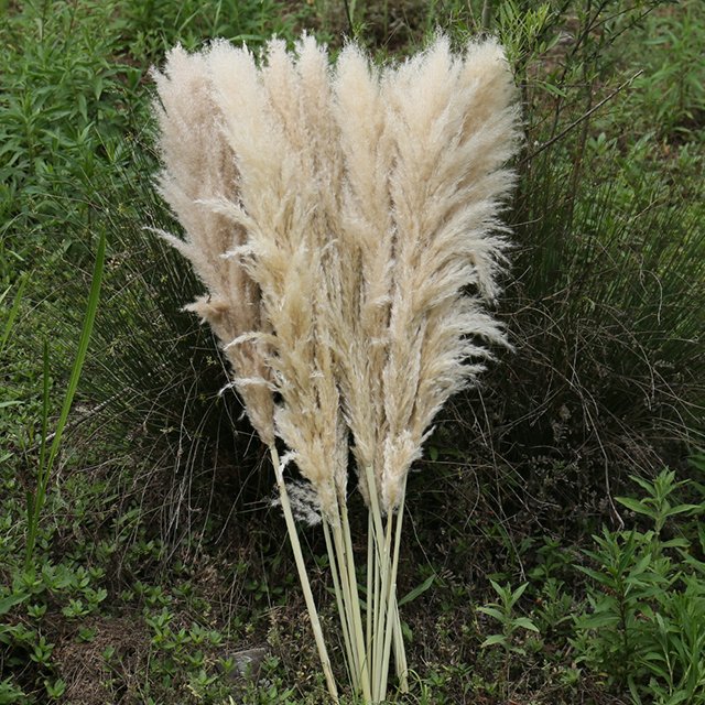 amazon hot sale boho pompous grass large dry pampass grass for wedding backdrop