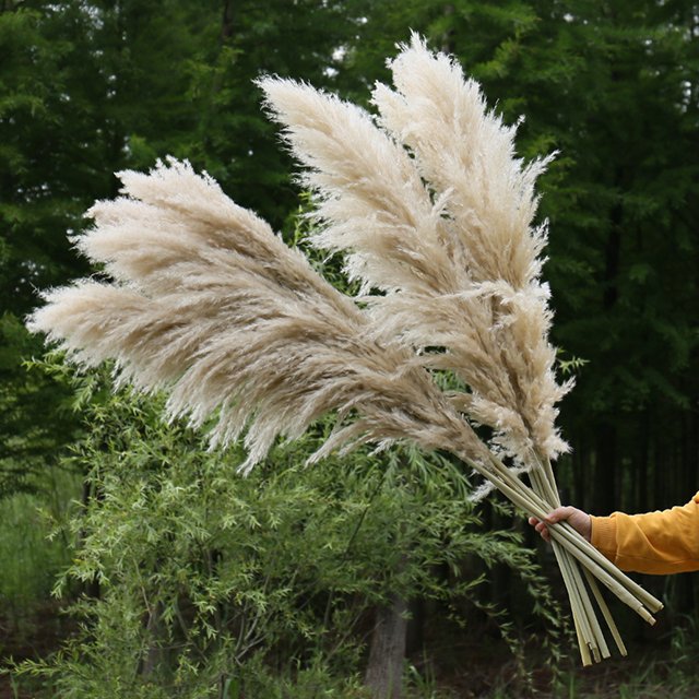 amazon hot sale boho pompous grass large dry pampass grass for wedding backdrop