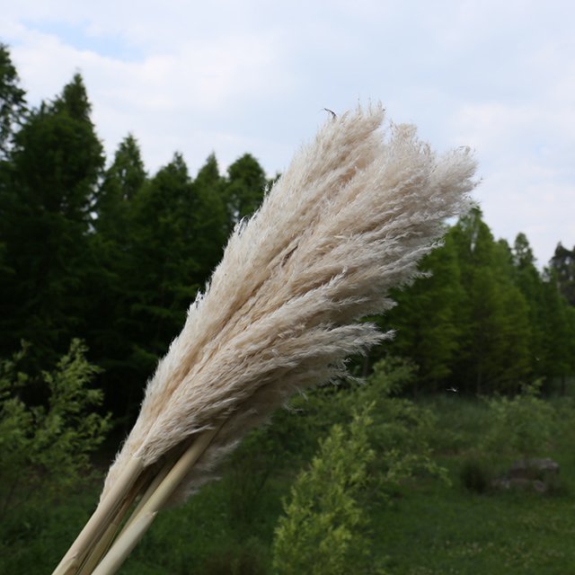amazon hot sale boho pompous grass large dry pampass grass for wedding backdrop