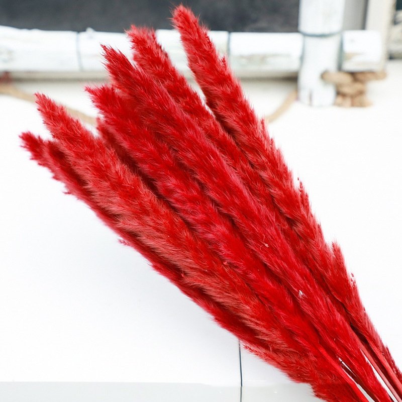 Dried Flowers & Plants Flower Reed Small Pampas Grass Decorative Flowers For Decor
