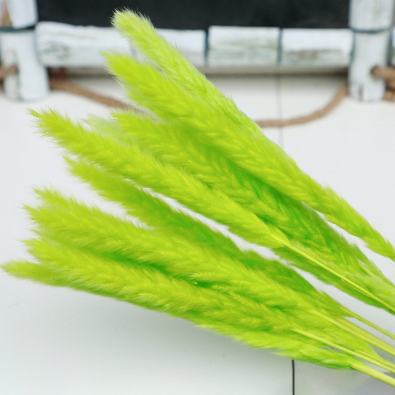 Dried Flowers & Plants Flower Reed Small Pampas Grass Decorative Flowers For Decor