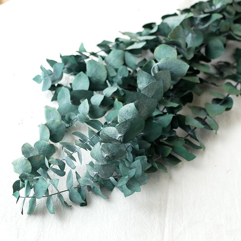 Home Decor Boho Style Preserved Foliage Dried Flowers Eucalyptus Cineria Stems Preserved Eucalyptus Leaves For Shower