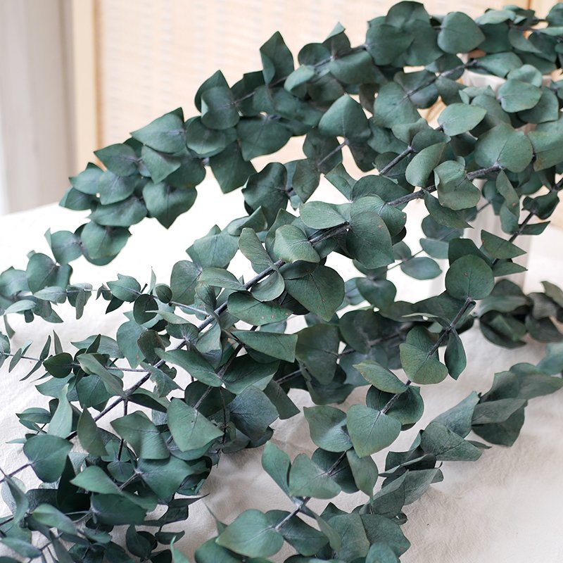 Home Decor Boho Style Preserved Foliage Dried Flowers Eucalyptus Cineria Stems Preserved Eucalyptus Leaves For Shower