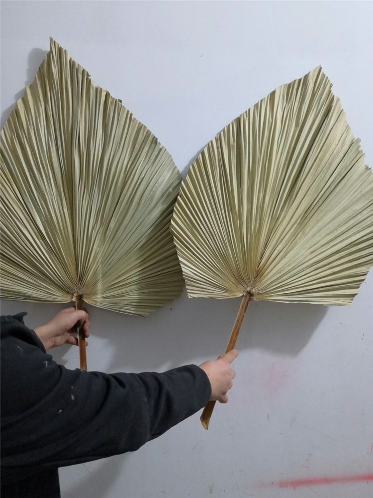 Hot Sale Natural Dried Palm Leaves Wedding Decorative Dry Flower Leaf Palm Leaves For Sale