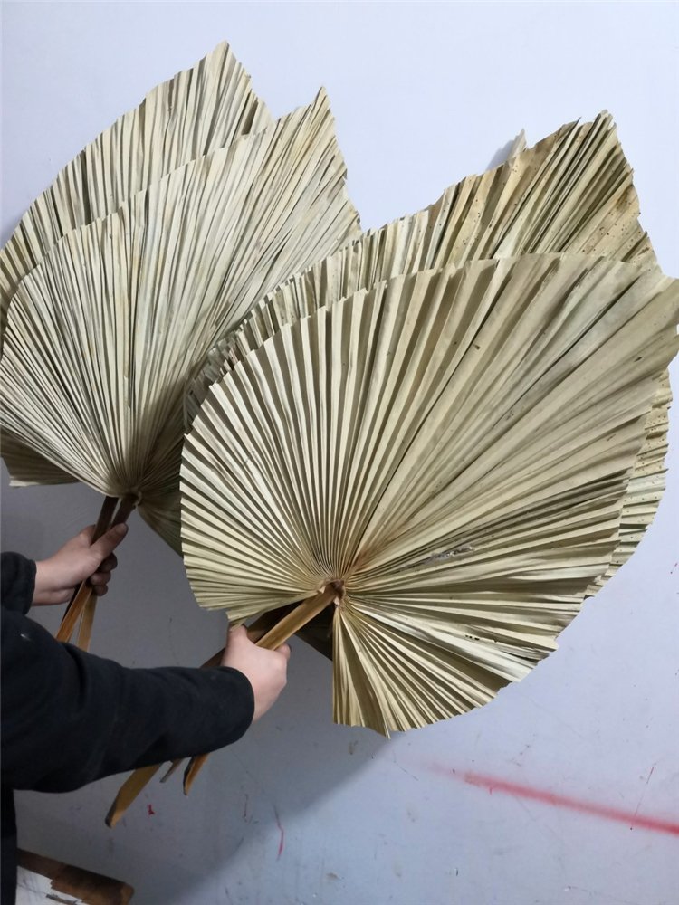 Hot Sale Natural Dried Palm Leaves Wedding Decorative Dry Flower Leaf Palm Leaves For Sale