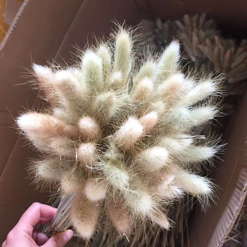 Wholesale high quality decorative dry flower home decor natural dried flowers and plants