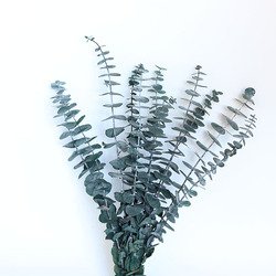 eucalyptus10pcs