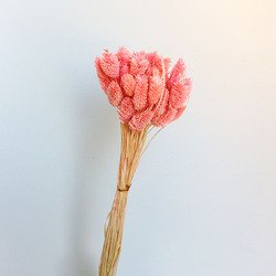 50pcs