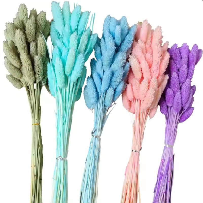 Wholesale Natural Dried Phalaenopsis Flowers Small Dried Gem Grass Phalaris Grass
