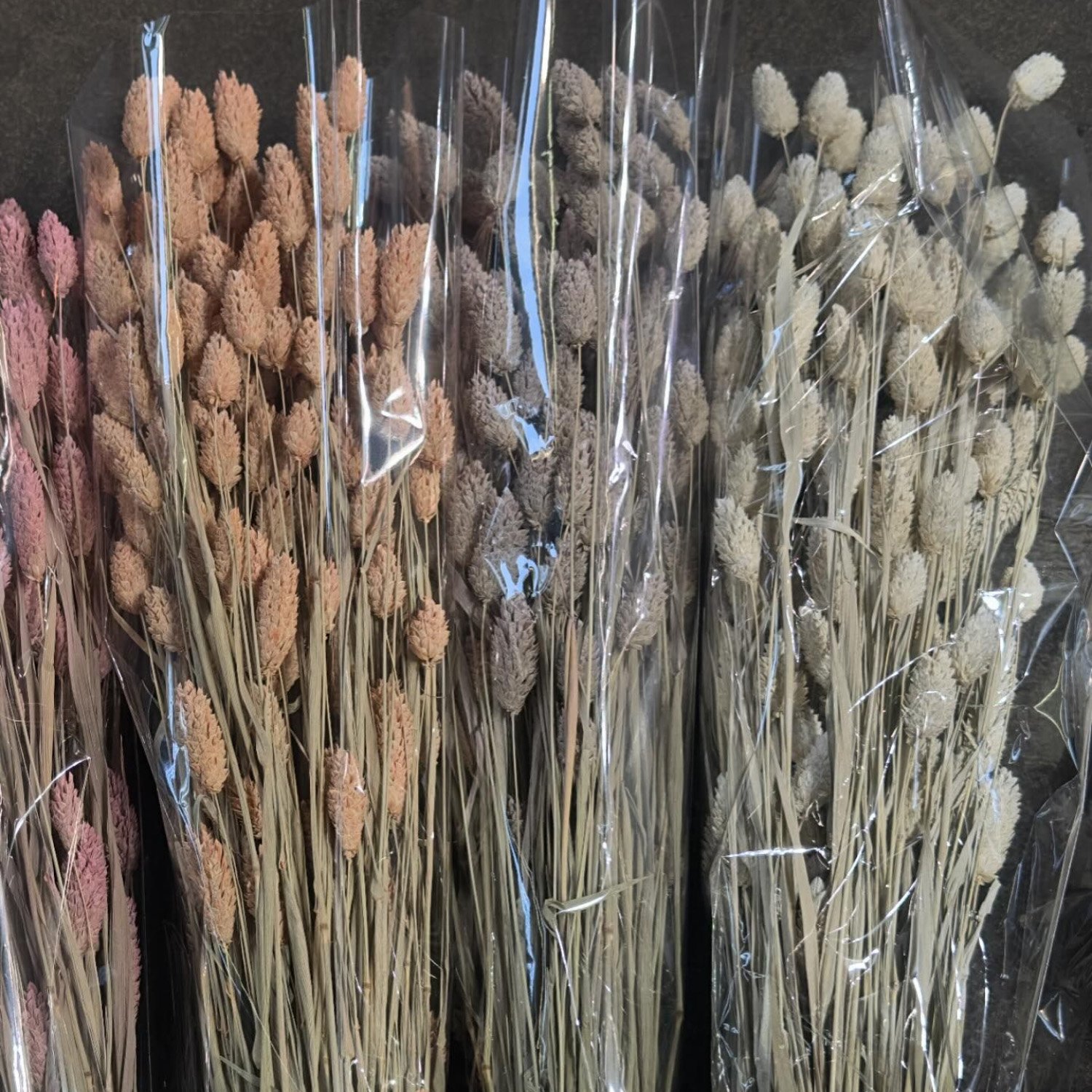 Wholesale Natural Dried Phalaenopsis Flowers Small Dried Gem Grass Phalaris Grass