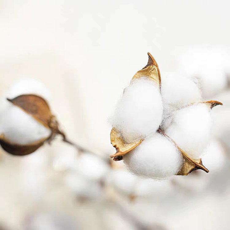 SumFlora Natural organic dried flower cotton for home decoration