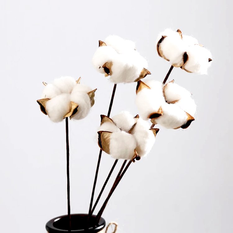 SumFlora Natural organic dried flower cotton for home decoration