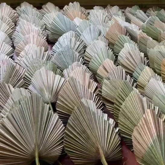 Wholesale Natural Boho Dried Palm Leaves Natural Large Small Dry Palm Flower Fan Leaf Wedding Decor