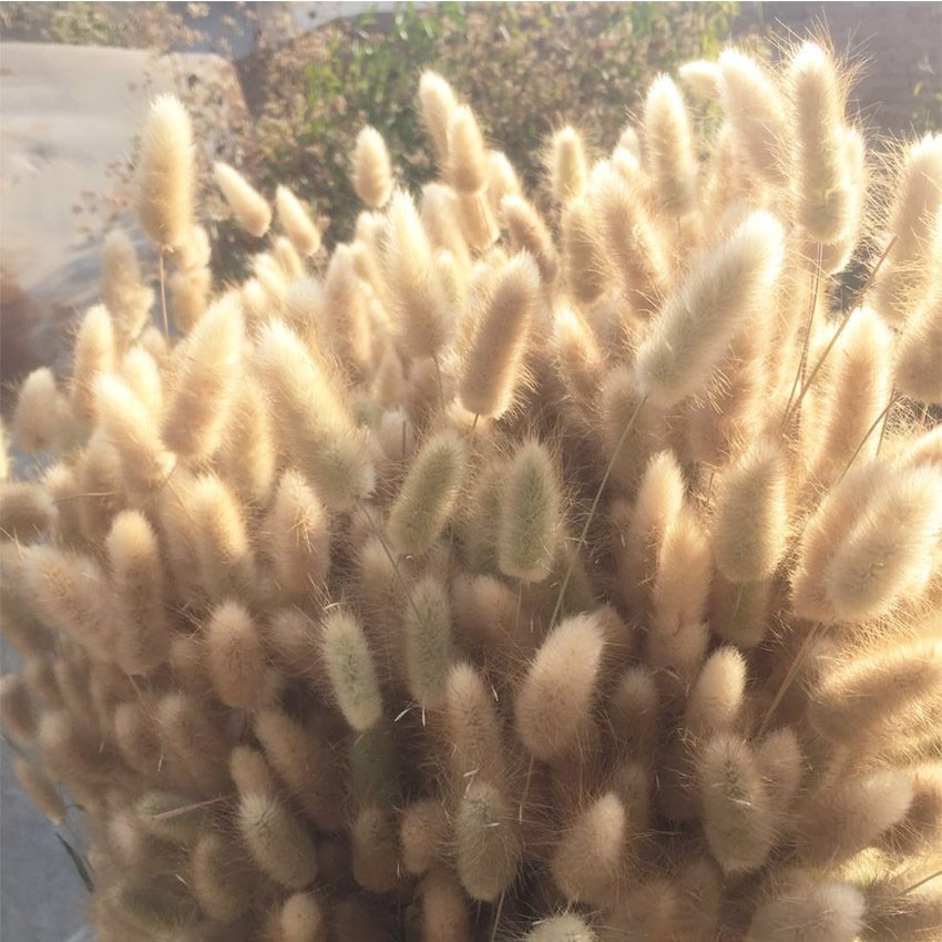 hot selling factory supply rabbit tails natural lagurus ovatus dried flowers bunny tails for home decoration