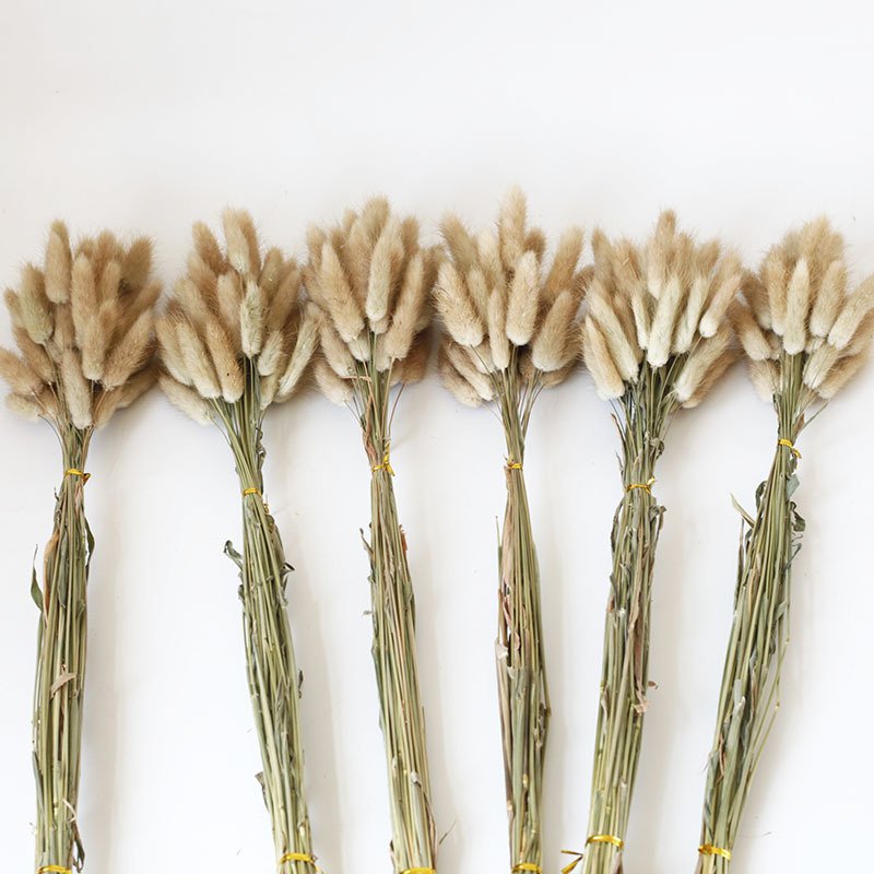 hot selling factory supply rabbit tails natural lagurus ovatus dried flowers bunny tails for home decoration